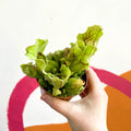 Conspicuously Veined Pitcher Plant - Sarracenia purpurea venosa - Sprouts of Bristol