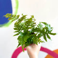 Copper Sheild Fern - Dryopteris erythrosora - Sprouts of Bristol