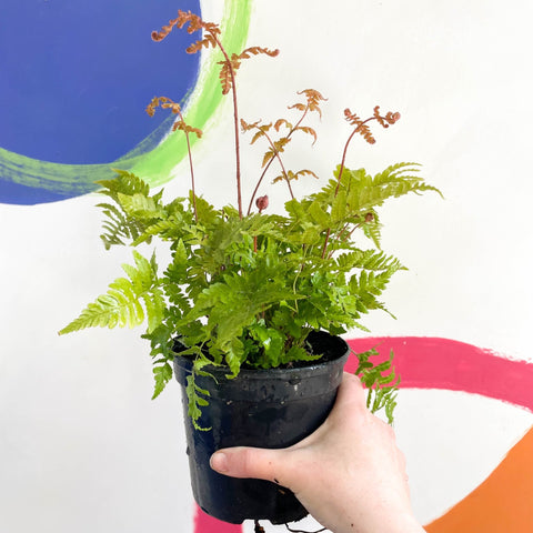 Copper Sheild Fern - Dryopteris erythrosora - British Grown - Hardy Semi Evergreen Fern - Sprouts of Bristol