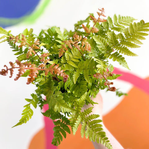 Copper Sheild Fern - Dryopteris erythrosora - British Grown - Hardy Semi Evergreen Fern - Sprouts of Bristol