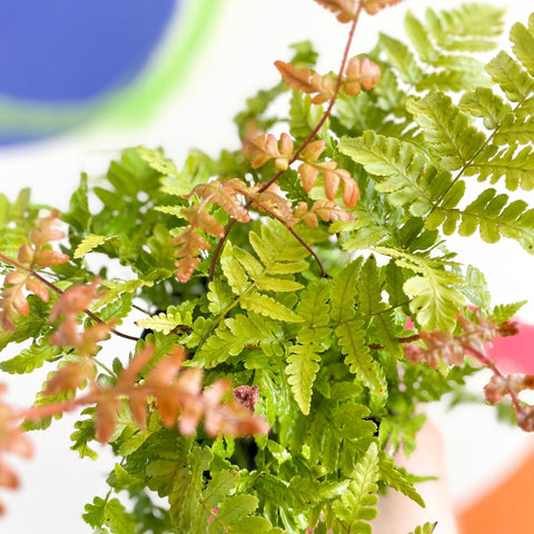 Copper Sheild Fern - Dryopteris erythrosora - British Grown - Hardy Semi Evergreen Fern - Sprouts of Bristol