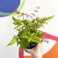 Copper Sheild Fern - Dryopteris erythrosora - British Grown - Hardy Semi Evergreen Fern - Sprouts of Bristol