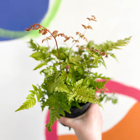 Copper Sheild Fern - Dryopteris erythrosora - British Grown - Hardy Semi Evergreen Fern - Sprouts of Bristol