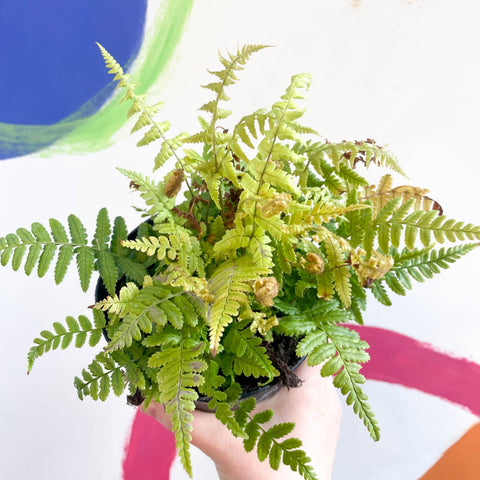 Copper Sheild Fern - Dryopteris wallichiana 'Jurassic Gold' - British Grown - Hardy Semi Evergreen Fern - Sprouts of Bristol