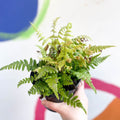 Copper Sheild Fern - Dryopteris wallichiana 'Jurassic Gold' - British Grown - Hardy Semi Evergreen Fern - Sprouts of Bristol