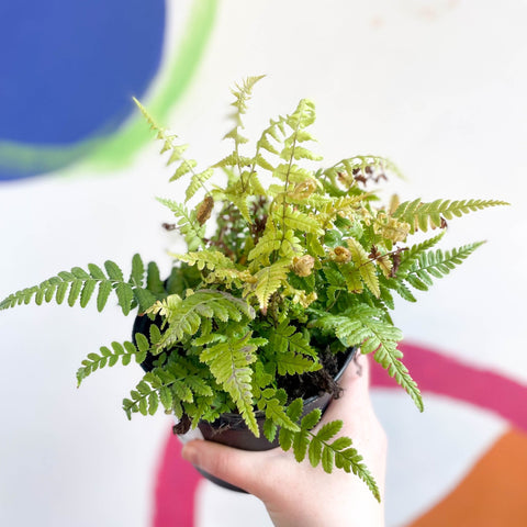 Copper Sheild Fern - Dryopteris wallichiana 'Jurassic Gold' - British Grown - Hardy Semi Evergreen Fern - Sprouts of Bristol