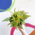 Copper Sheild Fern - Dryopteris wallichiana 'Jurassic Gold' - British Grown - Hardy Semi Evergreen Fern - Sprouts of Bristol