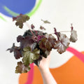 Coral Bells - Heuchera 'Indian Summer - Black Pearl'- Herbaceous Perennial - Sprouts of Bristol