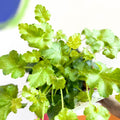 Coral Bells - Heuchera 'Indian Summer - Green Fizz'- Herbaceous Perennial - Sprouts of Bristol