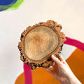 Cork Tree Slice with Bark - Terrarium Supplies - Sprouts of Bristol
