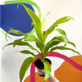 Corn Plant - Dracaena fragrans 'Limelight' - British Grown - Sprouts of Bristol