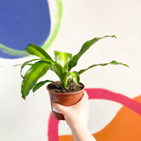 Corn Plant - Dracaena fragrans ‘Massangeana’ - British Grown - Sprouts of Bristol