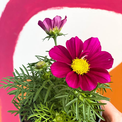 Cosmos bipinnatus 'Casanova Violet' - Sprouts of Bristol