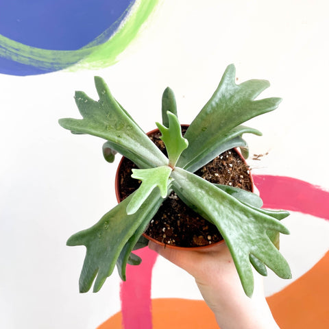 Cotyledon orbiculata 'Rudolph's Andler' - Sprouts of Bristol