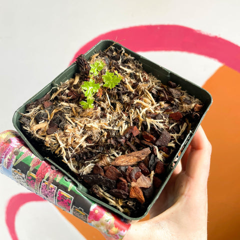 Cranesbill - Geranium × cantabrigiense 'Biokovo' - Perennial - Sprouts of Bristol