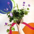 Cranesbill - Geranium 'Rozanne' - Cotswold Grown Perennial - Sprouts of Bristol