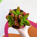 Crassula capitella 'Campfire' - Sprouts of Bristol