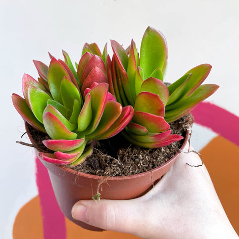 Crassula capitella 'Campfire' - Sprouts of Bristol