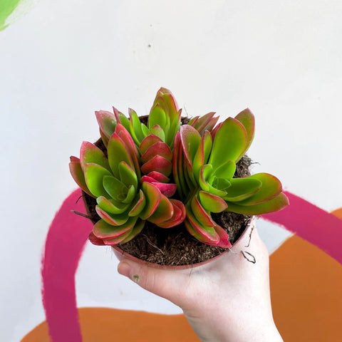 Crassula capitella 'Campfire' - Sprouts of Bristol