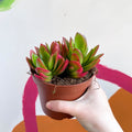 Crassula capitella 'Campfire' - Sprouts of Bristol