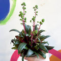 Crassula orbicularis var. rosularis - Sprouts of Bristol