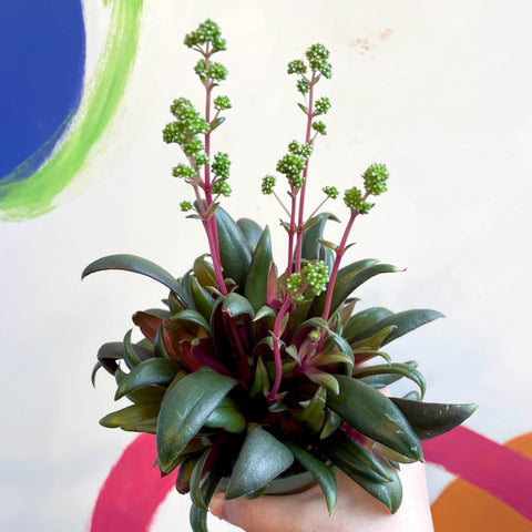 Crassula orbicularis var. rosularis - Sprouts of Bristol