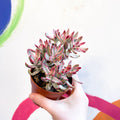 Crassula rubricaulis 'Candy Cane' - Sprouts of Bristol