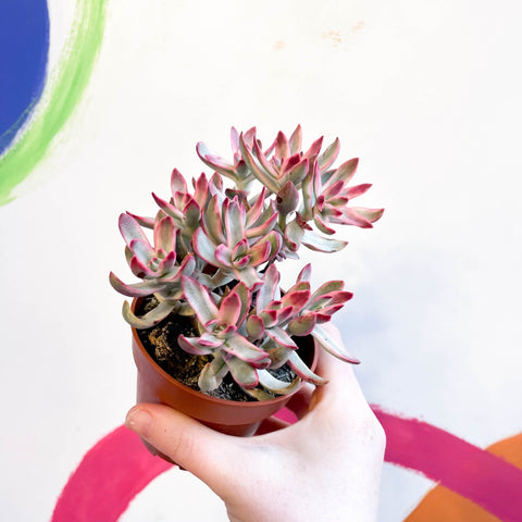 Crassula rubricaulis 'Candy Cane' - Sprouts of Bristol