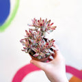 Crassula rubricaulis 'Candy Cane' - Sprouts of Bristol
