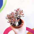 Crassula rubricaulis 'Candy Cane' - Sprouts of Bristol