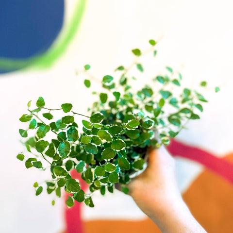 Creeping Fig - Ficus pumila 'White Sunny' - Sprouts of Bristol