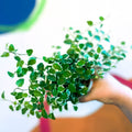 Creeping Fig - Ficus pumila 'White Sunny' - Sprouts of Bristol