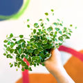 Creeping Fig - Ficus pumila 'White Sunny' - Sprouts of Bristol