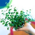 Creeping Fig - Ficus pumila 'White Sunny' - Sprouts of Bristol