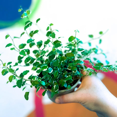 Creeping Fig - Ficus pumila 'White Sunny' - Sprouts of Bristol