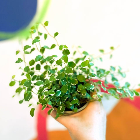Creeping Fig - Ficus pumila 'White Sunny' - Sprouts of Bristol