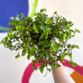 Creeping Inch Plant - Callisia repens - Welsh Grown - Sprouts of Bristol