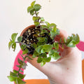 Creeping Inch Plant - Callisia repens - Welsh Grown - Sprouts of Bristol