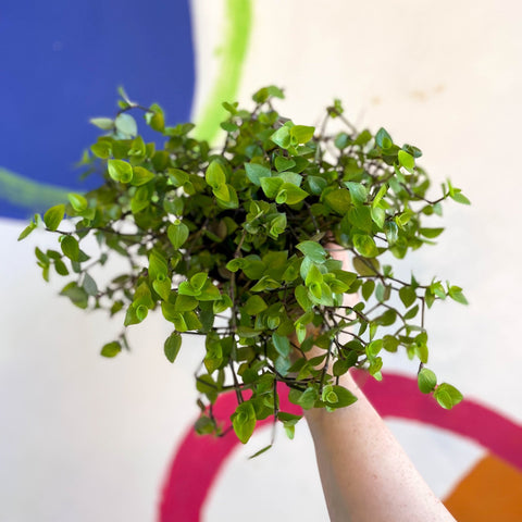 Creeping Inch Plant - Callisia repens - Welsh Grown - Sprouts of Bristol