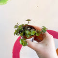 Creeping Inch Plant - Callisia repens - Welsh Grown - Sprouts of Bristol