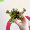 Creeping Inch Plant - Callisia repens - Welsh Grown - Sprouts of Bristol