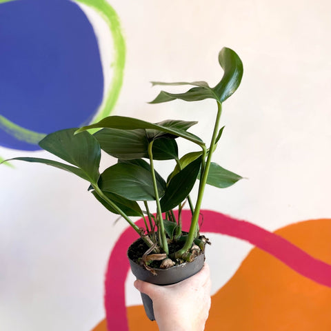 Creeping Philodendron - Rhaphidophora decursiva 'Dragon Tail' - Sprouts of Bristol