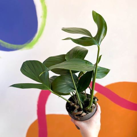 Creeping Philodendron - Rhaphidophora decursiva 'Dragon Tail' - Sprouts of Bristol
