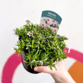 Creeping Phlox - Phlox subulata 'Coral Eye' - British Grown Evergreen Perennial Alpine - Sprouts of Bristol