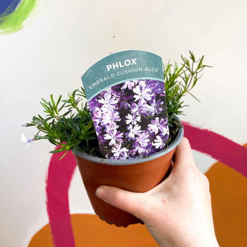 Creeping Phlox - Phlox subulata 'Emerald Cushion Blue' - British Grown Evergreen Perennial Alpine - Sprouts of Bristol