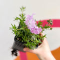 Creeping Phlox - Phlox subulata 'Phlox Trot Pink' - British Grown Evergreen Perennial Alpine - Sprouts of Bristol