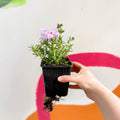 Creeping Phlox - Phlox subulata 'Phlox Trot Pink' - British Grown Evergreen Perennial Alpine - Sprouts of Bristol