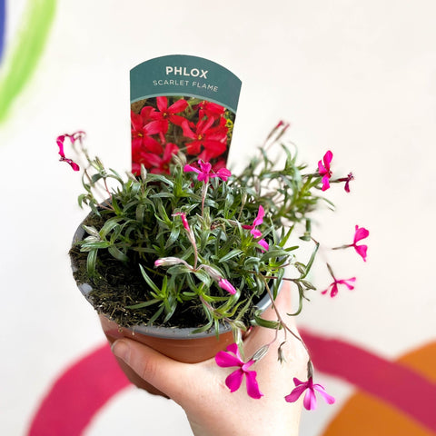 Creeping Phlox - Phlox subulata 'Scarlet Flame' - British Grown Evergreen Perennial Alpine - Sprouts of Bristol