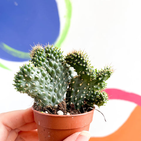 Crested Jumping Cholla - Cylindropuntia fulgida f. cristata - Sprouts of Bristol