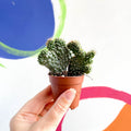 Crested Jumping Cholla - Cylindropuntia fulgida f. cristata - Sprouts of Bristol